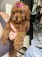 Toy Poodle Puppies for sale in Newark, DE, USA. price: $1,500