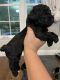 Toy Poodle Puppies for sale in Ocala, FL, USA. price: $1,800