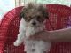 Toy Poodle Puppies for sale in Edgewater, MD, USA. price: $1,500