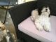 Toy Poodle Puppies for sale in Edgewater, MD, USA. price: NA