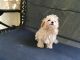 Toy Poodle Puppies for sale in Edgewater, MD, USA. price: $1,500