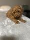 Toy Poodle Puppies for sale in Atlanta, GA, USA. price: $3,500