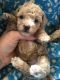 Toy Poodle Puppies for sale in Hardwick, MA, USA. price: $1,800
