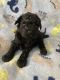 Toy Poodle Puppies for sale in Thompson, OH 44086, USA. price: $2,800
