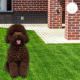 Toy Poodle Puppies for sale in Hawaii Kai, Honolulu, HI, USA. price: NA