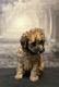 Toy Poodle Puppies for sale in The Bronx, NY 10453, USA. price: $2,800