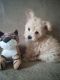 Toy Poodle Puppies for sale in North Wilkesboro, NC, USA. price: $1,000