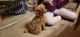 Toy Poodle Puppies for sale in Birmingham, AL, USA. price: $1,000