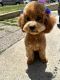 Toy Poodle Puppies for sale in Orange County, CA, USA. price: $2,500