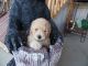 Toy Poodle Puppies for sale in Quitman, TX 75783, USA. price: $120,000