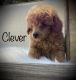 Toy Poodle Puppies for sale in Paynesville, MN 56362, USA. price: NA