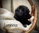 Toy Poodle Puppies for sale in Paynesville, MN 56362, USA. price: $500