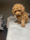 Toy Poodle Puppies for sale in Atlanta, GA, USA. price: $3,000