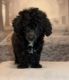 Toy Poodle Puppies for sale in The Bronx, NY 10453, USA. price: $2,800