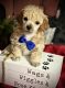 Toy Poodle Puppies for sale in Gadsden, AL, USA. price: $850
