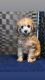 Toy Poodle Puppies for sale in The Bronx, NY 10453, USA. price: $2,700
