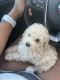 Toy Poodle Puppies for sale in Olive Branch, MS 38654, USA. price: $650