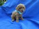 Toy Poodle Puppies for sale in Hacienda Heights, CA, USA. price: $1,399