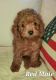 Toy Poodle Puppies for sale in Titus, AL 36080, USA. price: NA