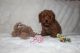 Toy Poodle Puppies for sale in Villa Ridge, MO 63089, USA. price: NA