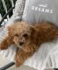 Toy Poodle Puppies for sale in Charlotte, NC, USA. price: $1,000