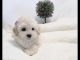 Toy Poodle Puppies for sale in Phoenix, AZ, USA. price: $3,000