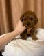 Toy Poodle Puppies for sale in Atlanta, GA, USA. price: $1,300