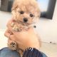 Toy Poodle Puppies for sale in Atlanta, GA, USA. price: $1,500