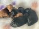 Toy Poodle Puppies for sale in Goldsboro, NC, USA. price: $2,000