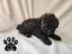 Toy Poodle Puppies for sale in Hot Springs, AR, USA. price: $800
