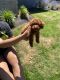 Toy Poodle Puppies for sale in Anacortes, WA 98221, USA. price: NA