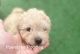 Toy Poodle Puppies for sale in Johnstown, PA, USA. price: $1,100