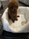 Toy Poodle Puppies for sale in Lawrenceville, GA, USA. price: NA