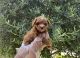 Toy Poodle Puppies for sale in Whittier, CA, USA. price: $1,399