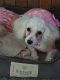 Toy Poodle Puppies for sale in Goldsboro, NC, USA. price: $900