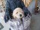 Toy Poodle Puppies for sale in Quitman, TX 75783, USA. price: NA