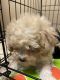 Toy Poodle Puppies for sale in Austin, TX, USA. price: $600