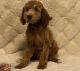 Toy Poodle Puppies for sale in Villa Ridge, MO 63089, USA. price: $600