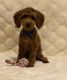 Toy Poodle Puppies for sale in Villa Ridge, MO 63089, USA. price: $600