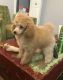Toy Poodle Puppies for sale in Memphis, TN, USA. price: NA