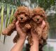 Toy Poodle Puppies for sale in Floral City, FL 34436, USA. price: $500