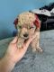 Toy Poodle Puppies for sale in 164 N 450 W, Layton, UT 84041, USA. price: $1,200