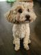 Toy Poodle Puppies for sale in Douglasville, GA, USA. price: NA