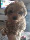 Toy Poodle Puppies for sale in San Antonio, TX 78263, USA. price: $700