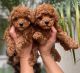 Toy Poodle Puppies for sale in Dallas, TX, USA. price: $500