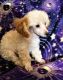 Toy Poodle Puppies for sale in Taylor, MI 48180, USA. price: $800