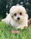 Toy Poodle Puppies for sale in Taylor, MI 48180, USA. price: $1,200