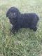 Toy Poodle Puppies for sale in Warsaw, IN, USA. price: NA