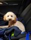 Toy Poodle Puppies for sale in Suwanee, GA 30024, USA. price: $1,000