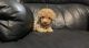 Toy Poodle Puppies for sale in Campbellsville, KY 42718, USA. price: $1,000